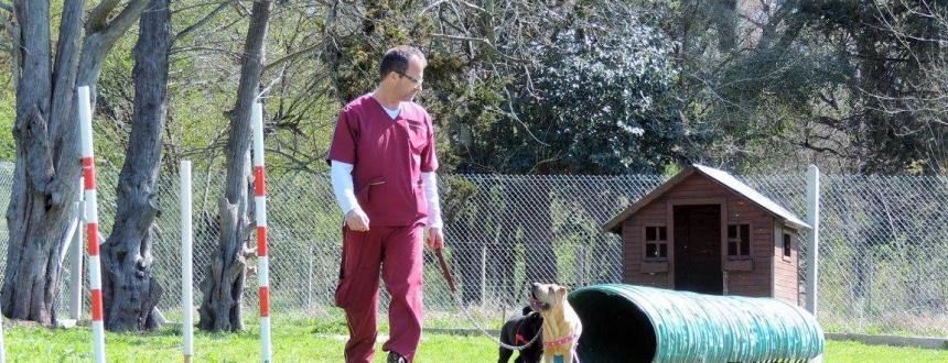 Emprendimientos caninos: cuando los perros son más que mejores amigos