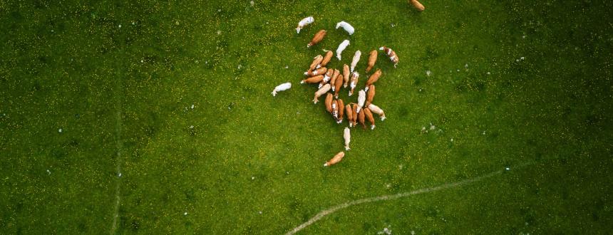 Casos de éxito de la Inteligencia Artificial aplicada en el Agro